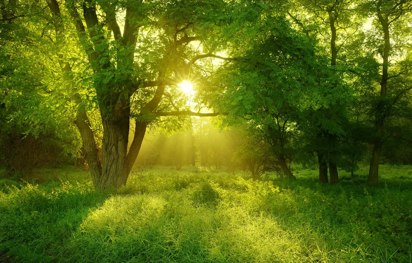 Photo wallpaper forest, summer, the sun, light, trees