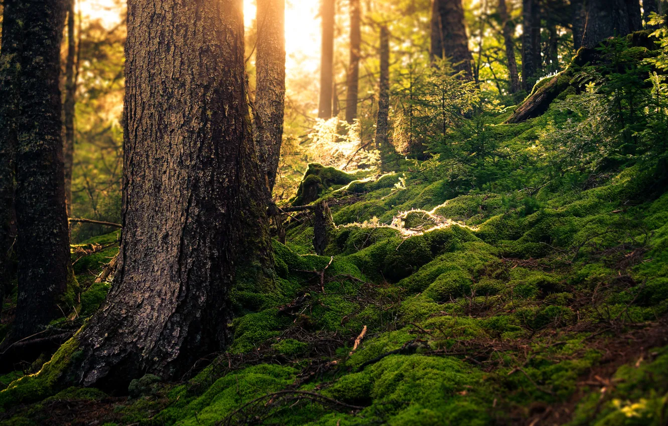 Photo wallpaper forest, summer, moss, sunlight
