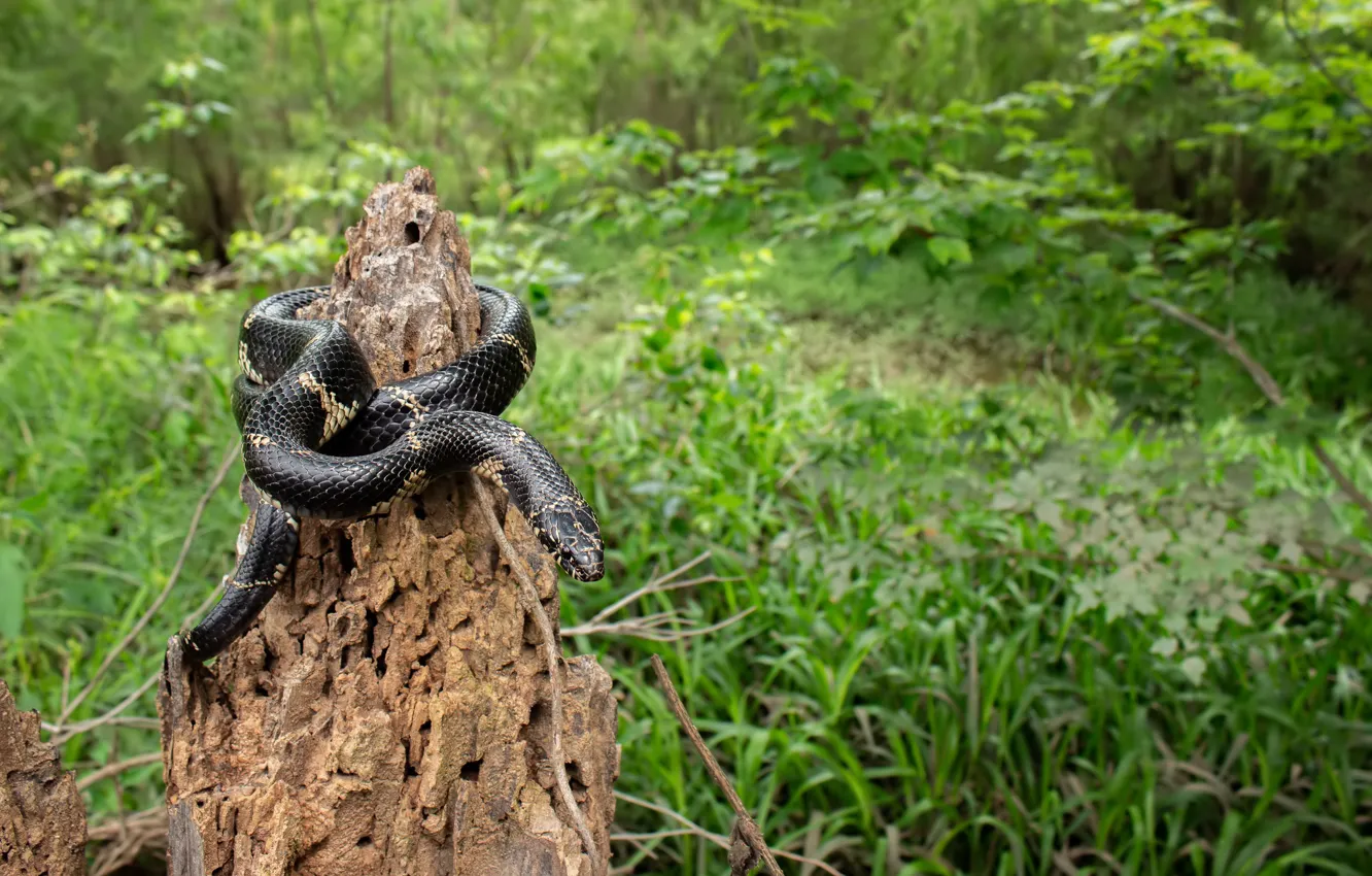 Photo wallpaper forest, stump, snake, black snake