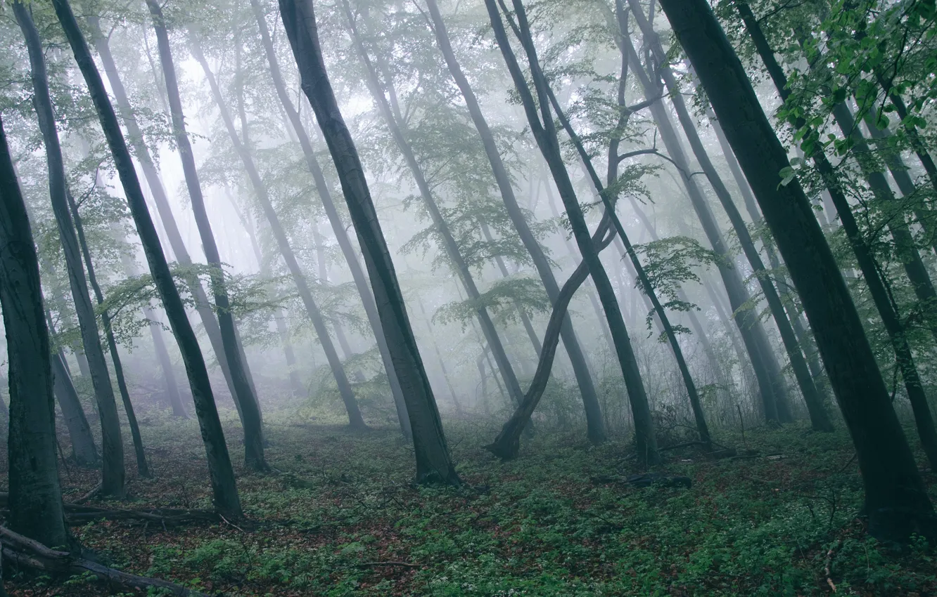 Photo wallpaper forest, trees, fog, tilt, trunk