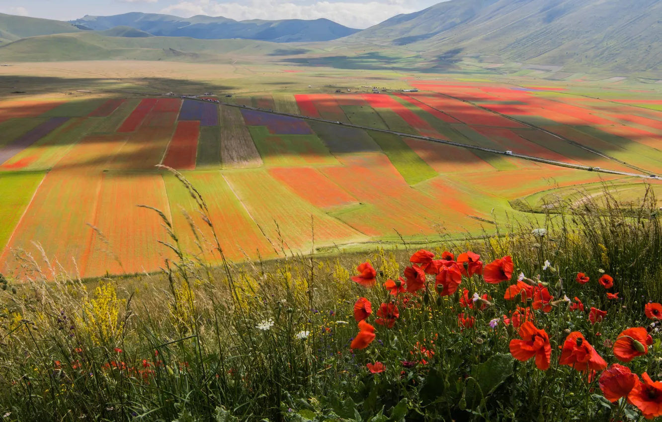 Photo wallpaper field, summer, flowers, mountains, view, Maki, shadow, meadow