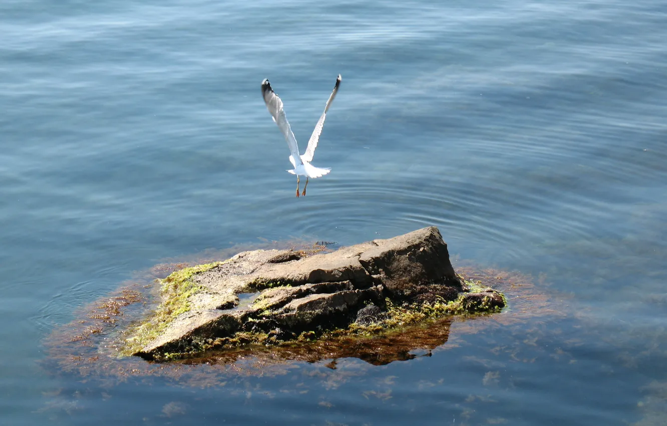 Photo wallpaper flight, stone, Sea, Seagull