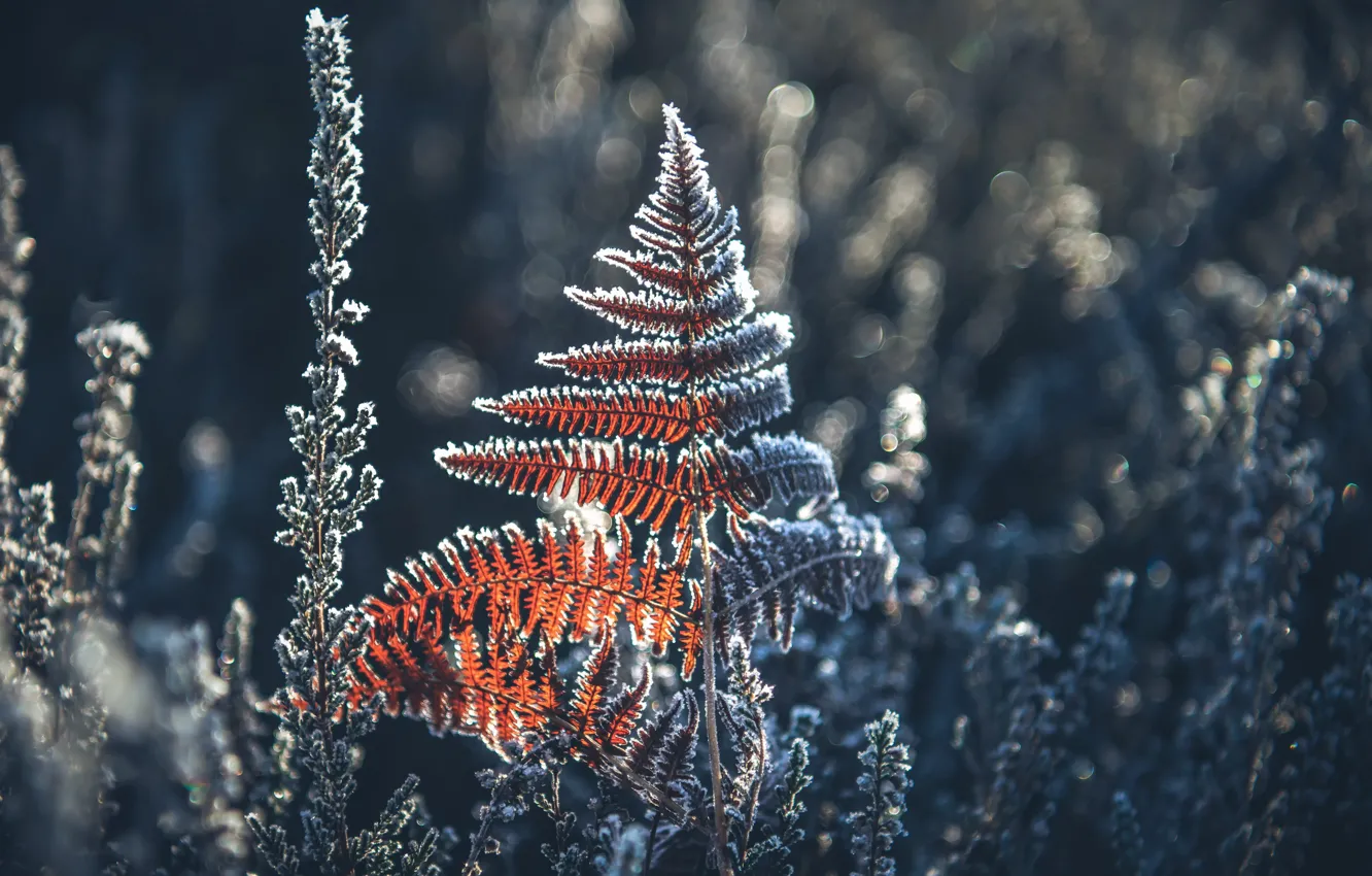 Photo wallpaper winter, frost, fern