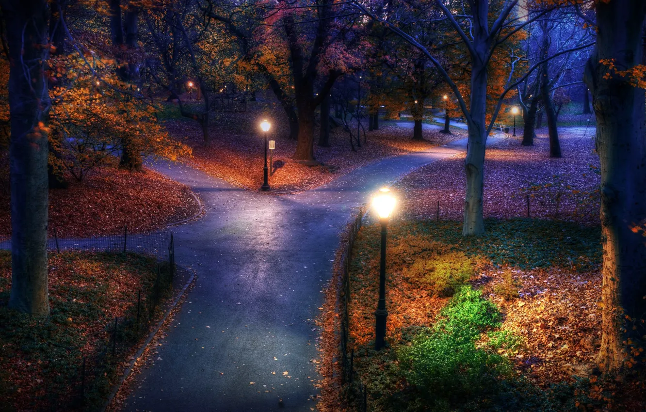 Photo wallpaper autumn, forest, trees, Park, foliage, the evening, lights, alley