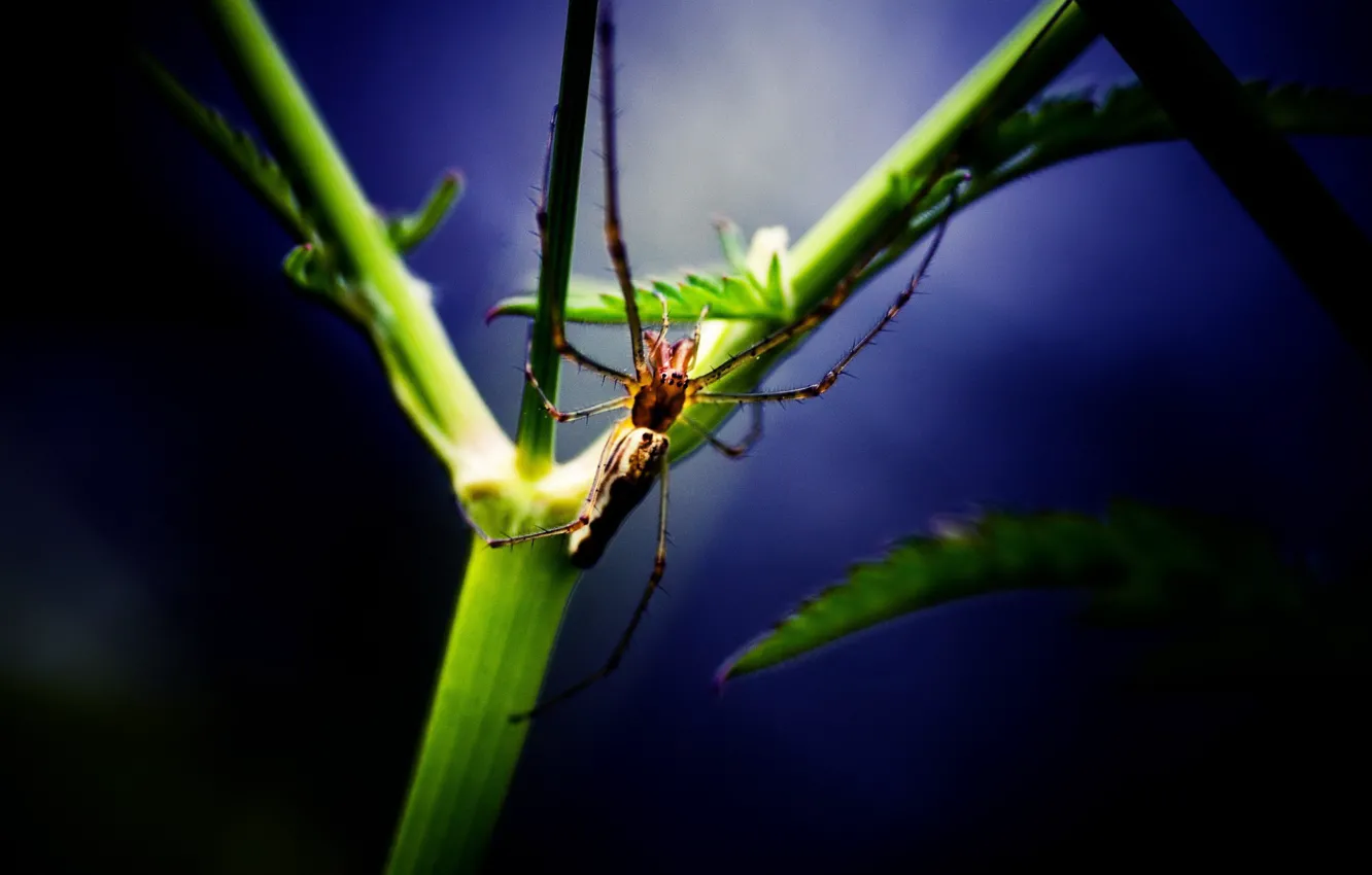 Photo wallpaper leaves, plant, spider