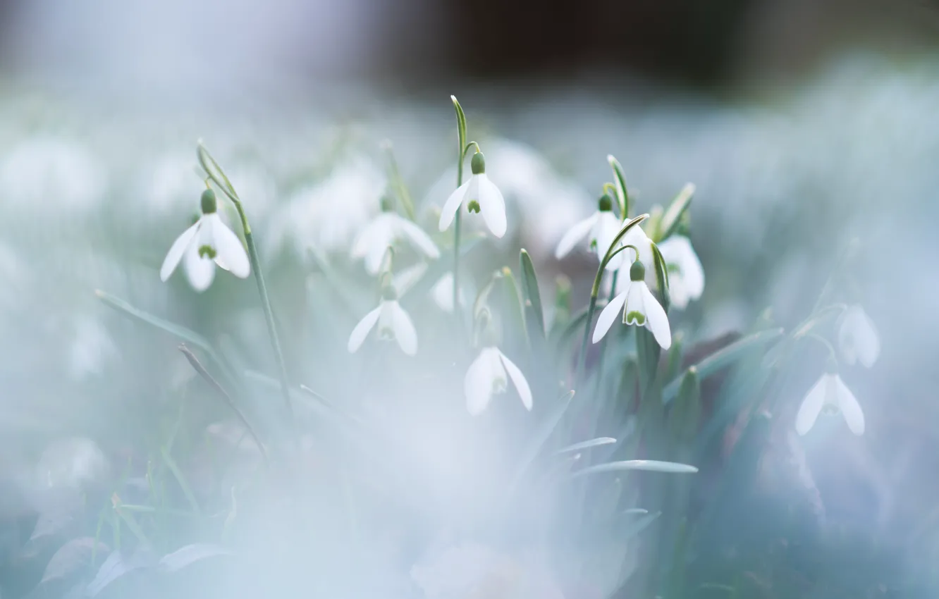 Photo wallpaper spring, petals, snowdrops