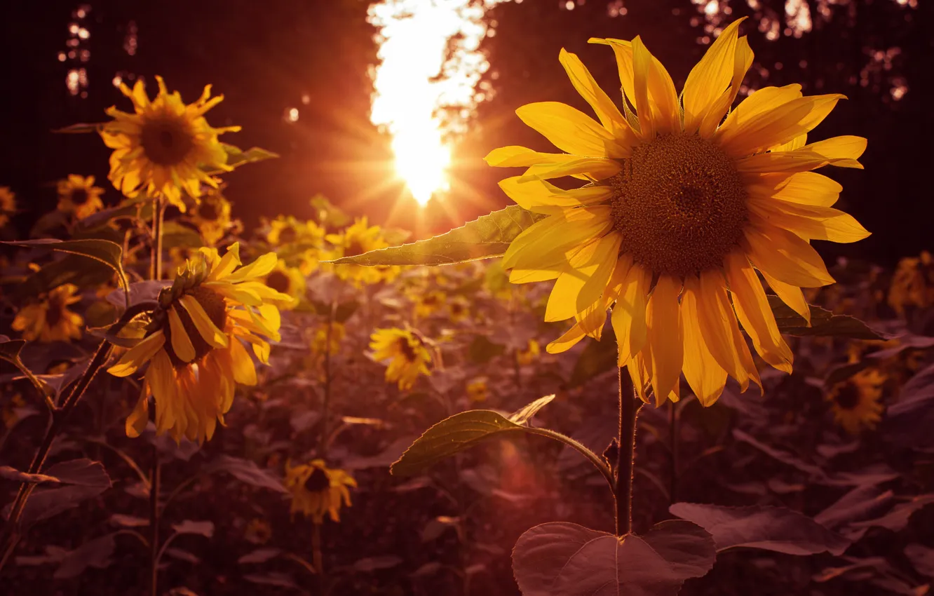 Photo wallpaper summer, sunflowers, nature