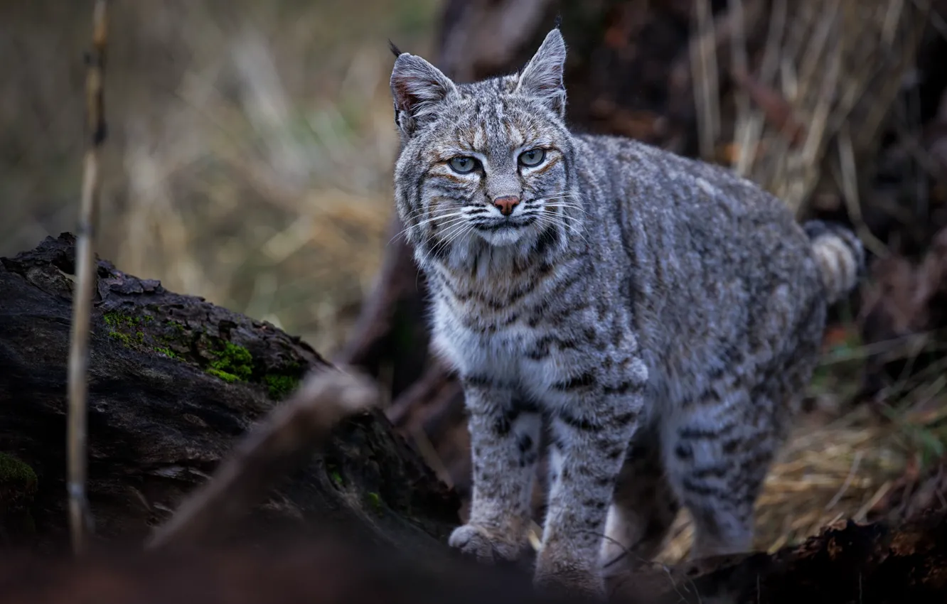 Photo wallpaper blur, lynx, wild cat