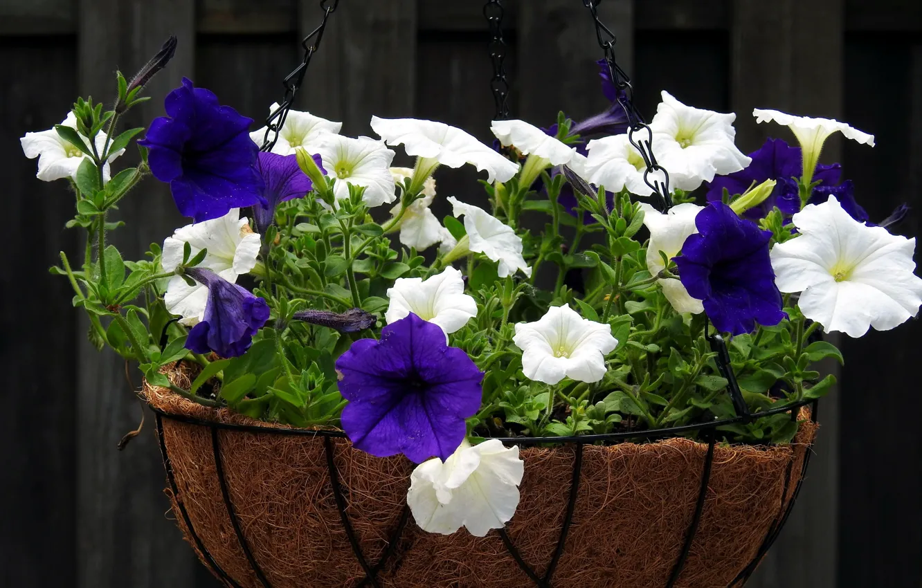 Photo wallpaper flowers, Petunia, Petunia