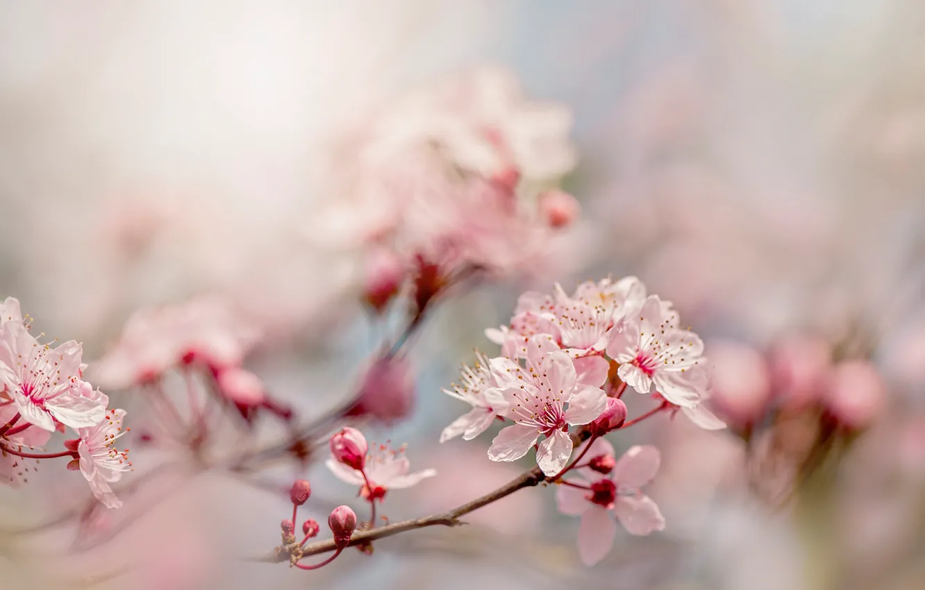Photo wallpaper flowers, branches, cherry, blur, spring, pink, flowering, gently