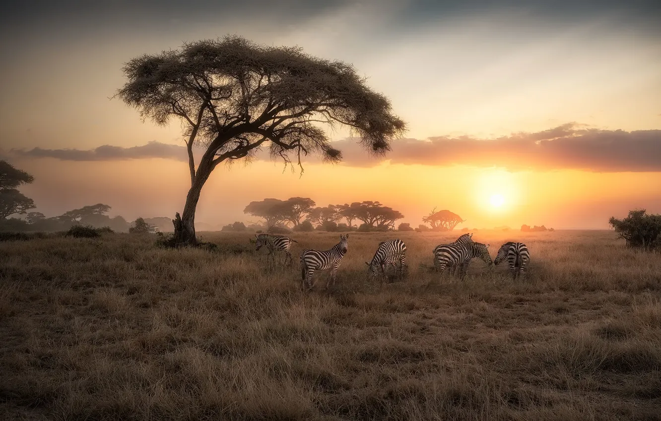 Photo wallpaper sunset, nature, Zebra