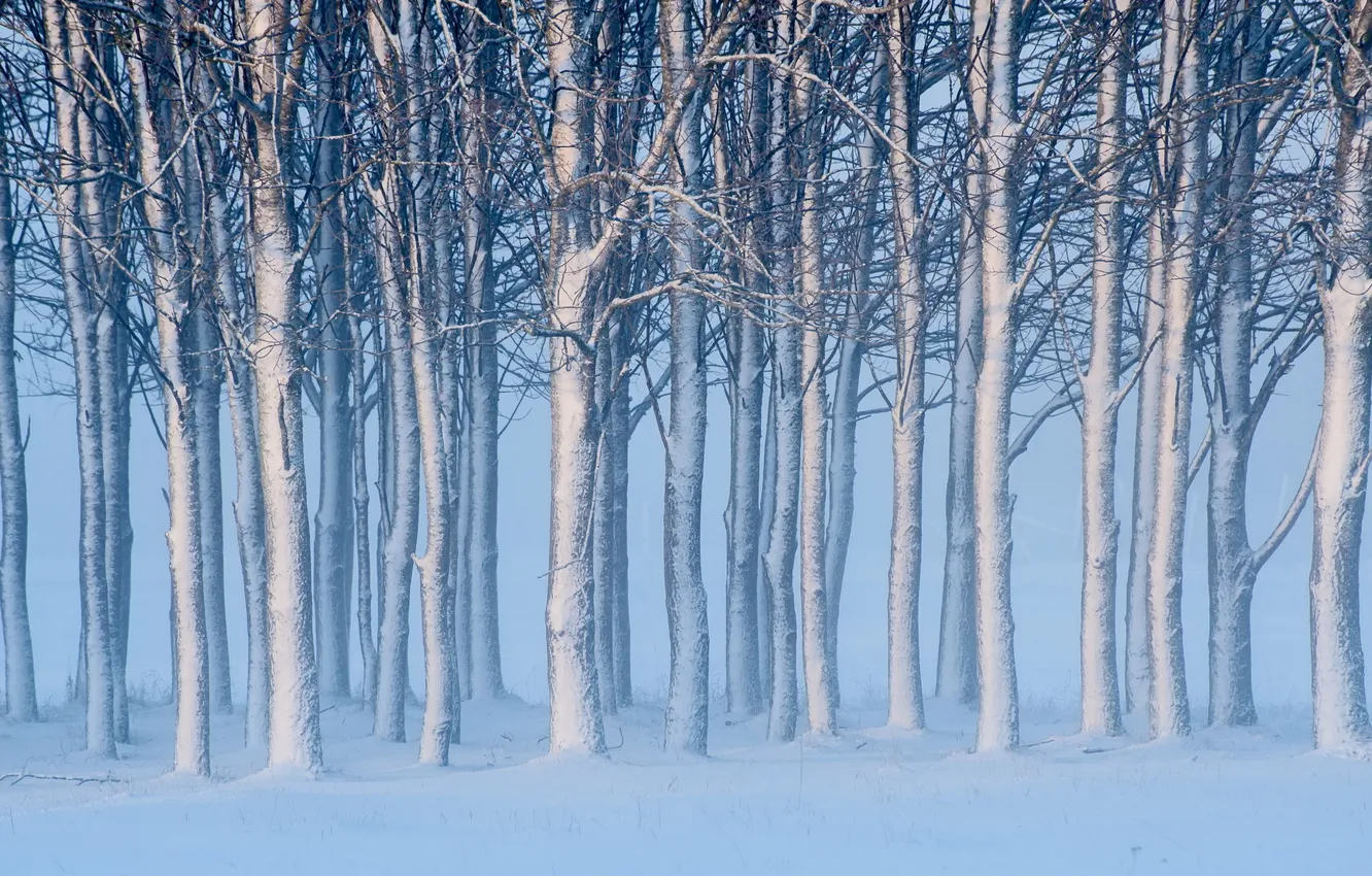 Photo wallpaper snow, trees, landscape