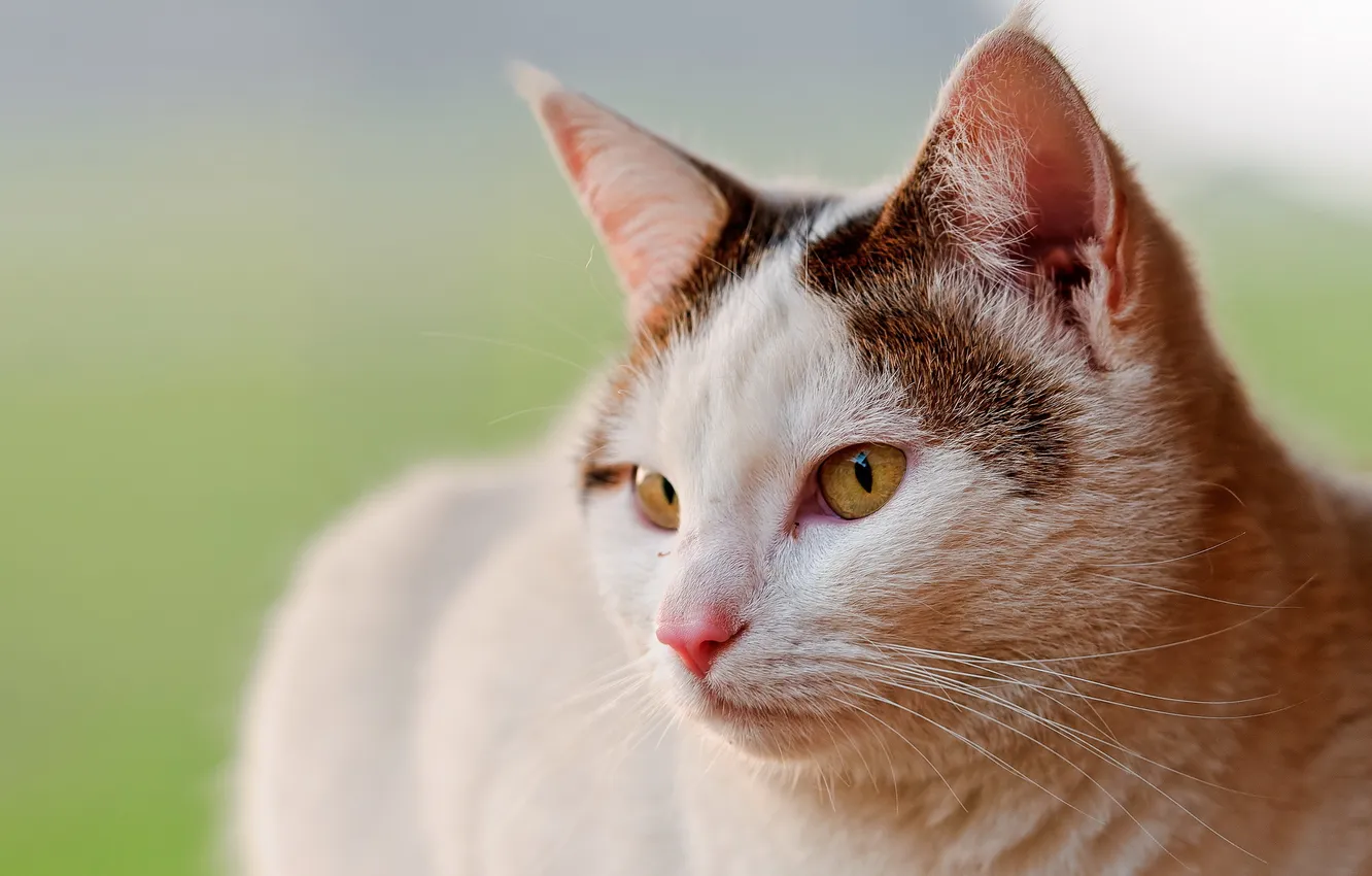 Photo wallpaper cat, summer, nature, background