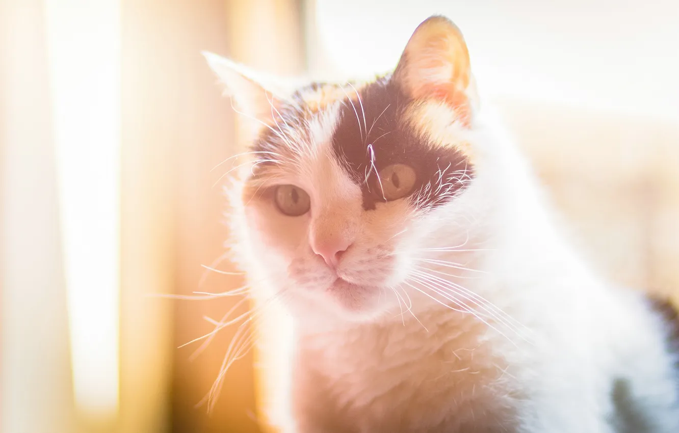 Photo wallpaper cat, look, face, light, Tomcat