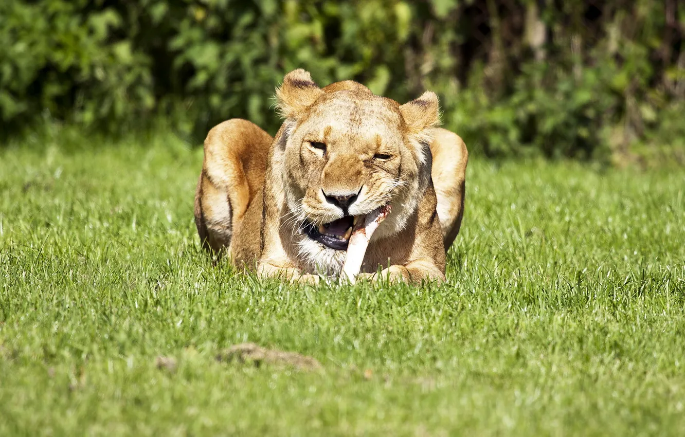 Photo wallpaper nature, Leo, bones