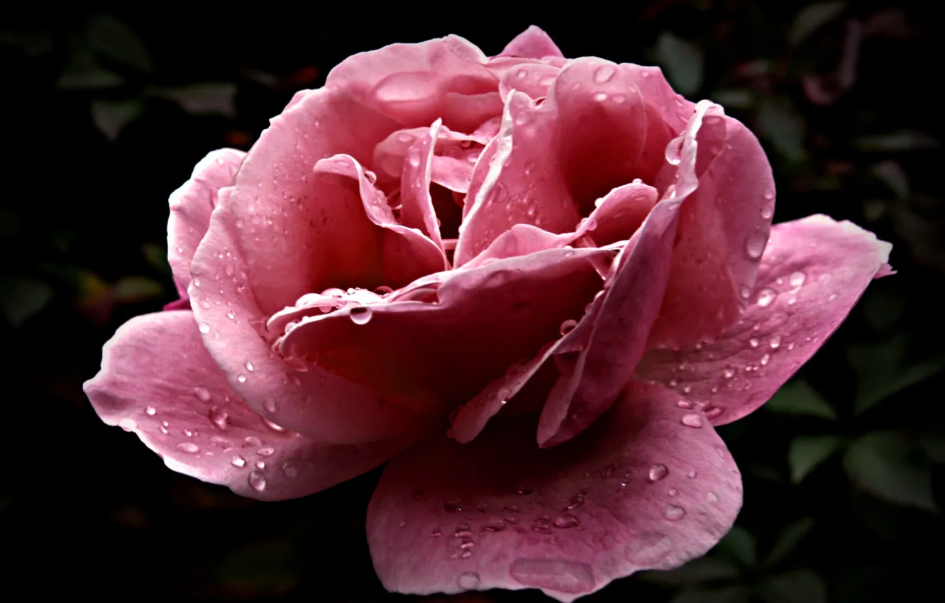 Photo wallpaper drops, flowers, Rosa, petals, pink