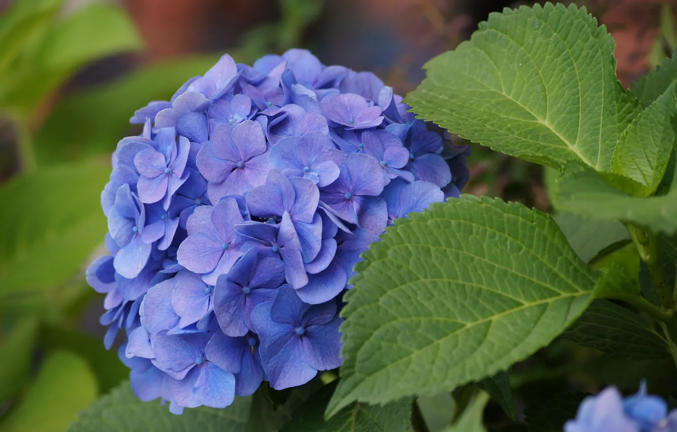 Photo wallpaper greens, flowers, blue, beautiful, hydrangeas