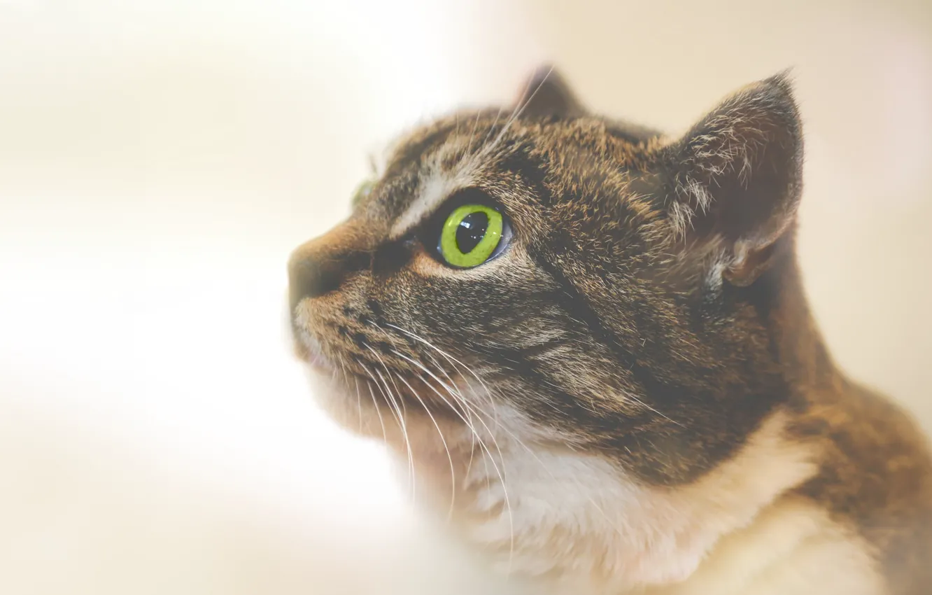 Photo wallpaper cat, macro, eye
