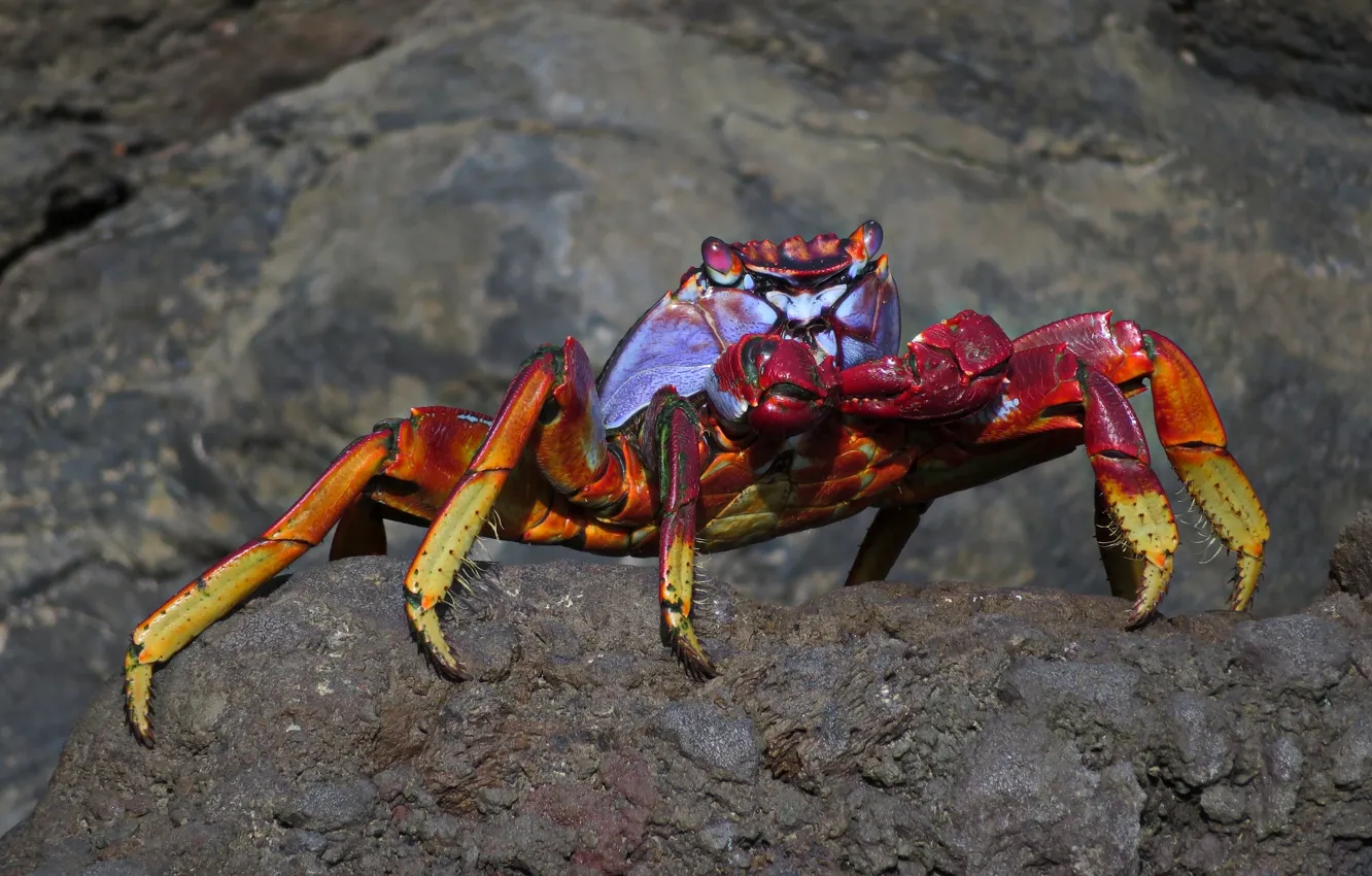 Photo wallpaper red, stones, crab