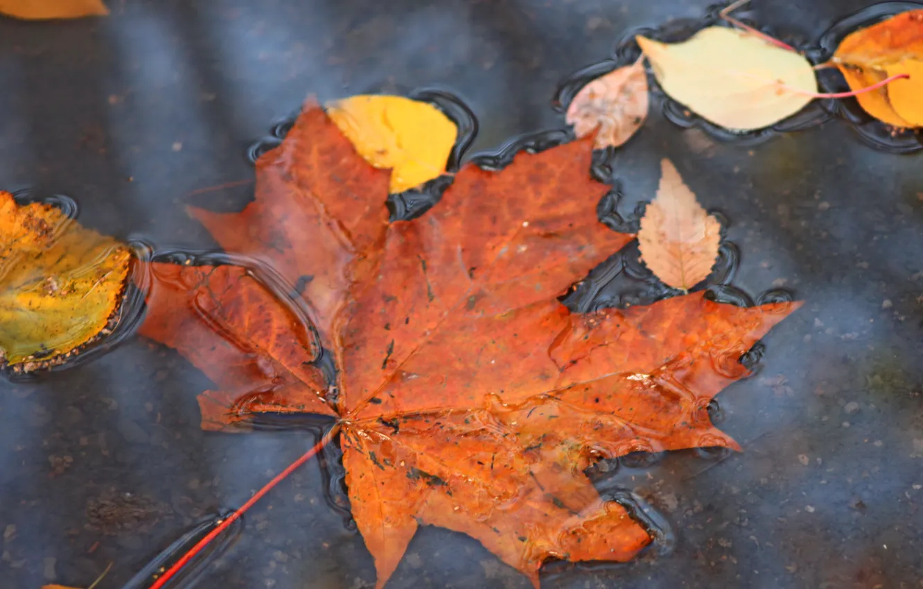Photo wallpaper autumn, nature, puddle, maple, falling leaves