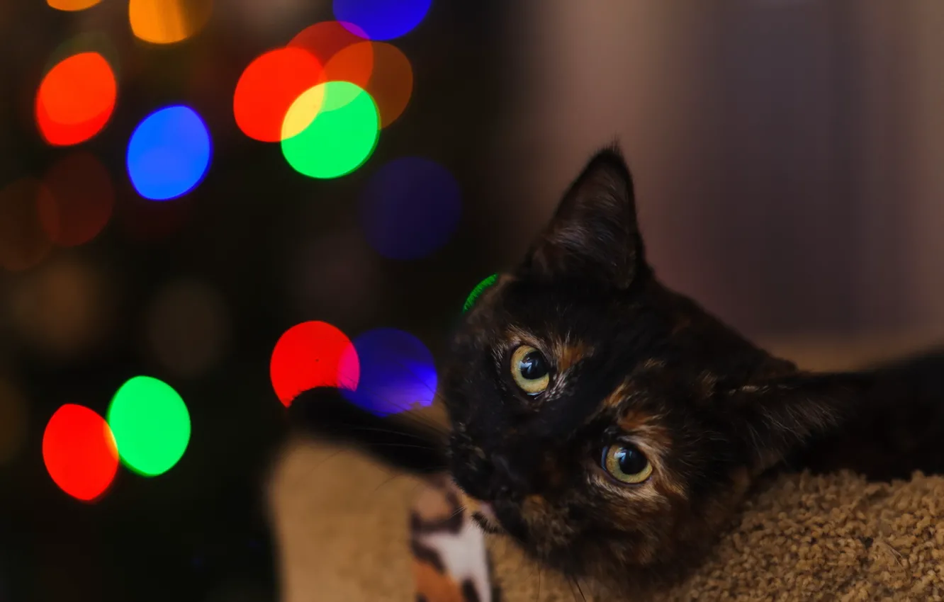 Photo wallpaper cat, look, background