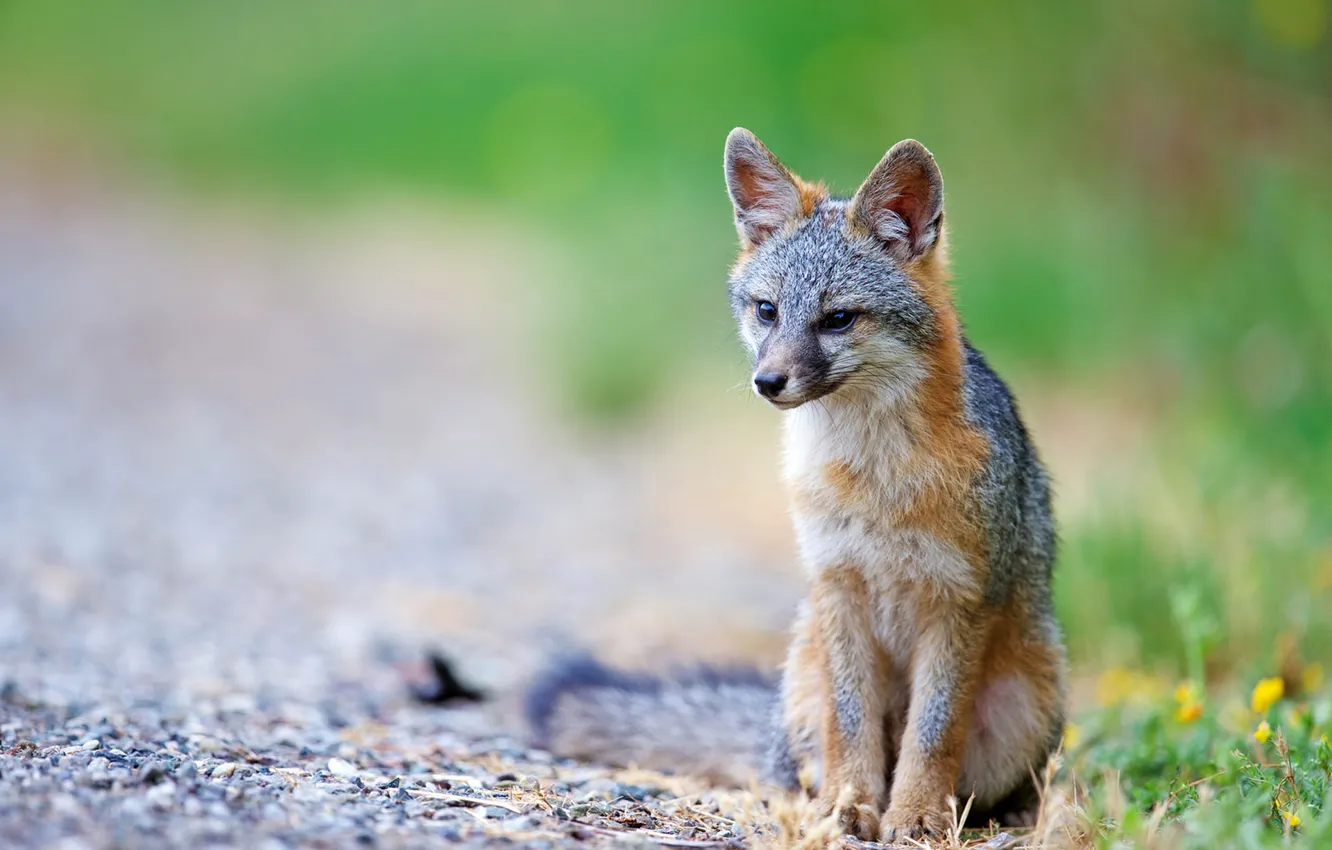 Photo wallpaper nature, predator, Fox, Gray Fox