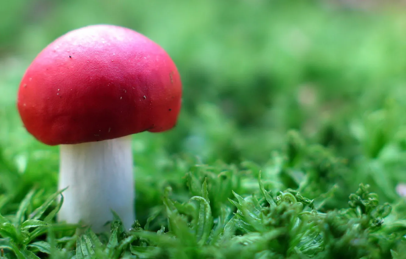 Photo wallpaper grass, mushroom, Red