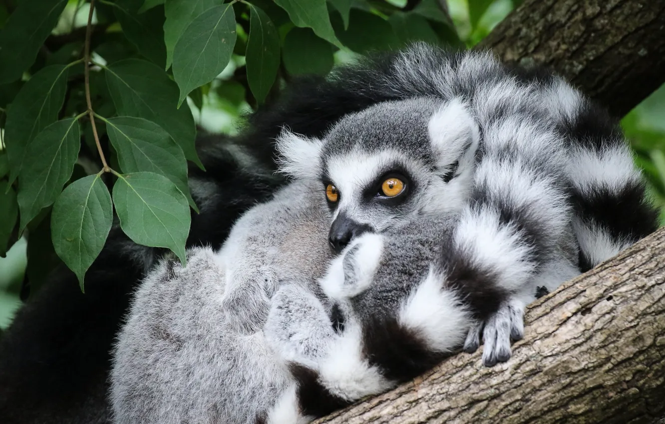 Photo wallpaper look, leaves, trees, pose, two, tail, lemur, face