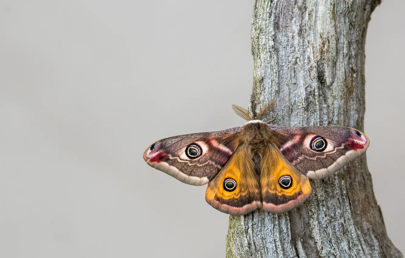 Photo wallpaper macro, background, tree, butterfly, insect, Emperor moth
