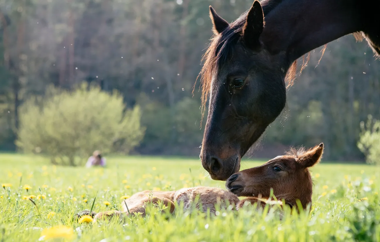 Photo wallpaper the sun, nature, baby, weed, mom, horses