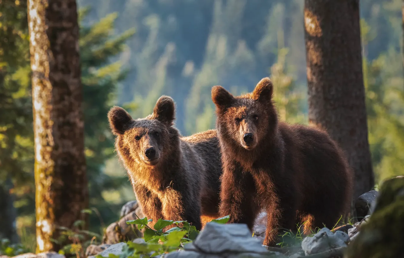 Photo wallpaper forest, look, light, trees, nature, two, bear, pair