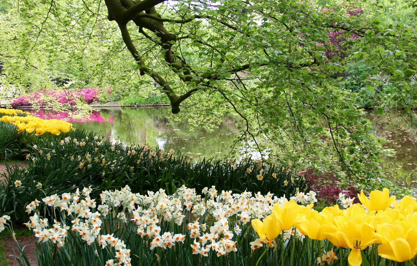 Photo wallpaper trees, flowers, branches, pond, Park, foliage, tulips, Netherlands