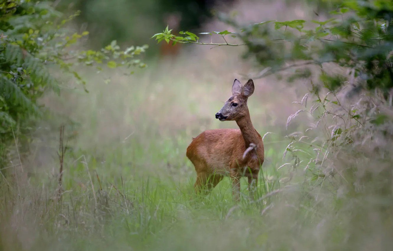 Photo wallpaper forest, summer, grass, look, branches, nature, deer, ROE