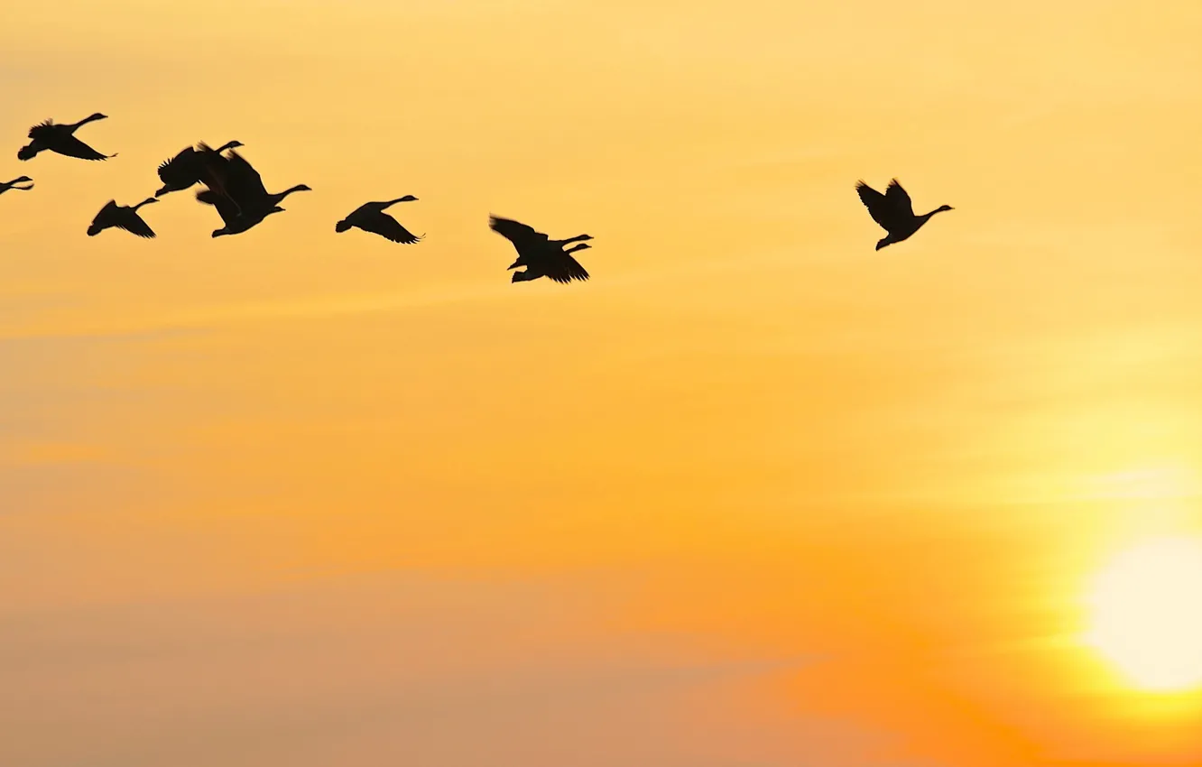 Photo wallpaper the sky, sunset, bird