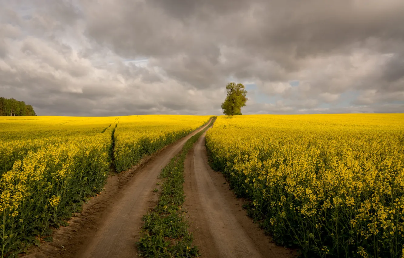 Photo wallpaper road, the sky, clouds, trees, flowers, rape, rapeseed field