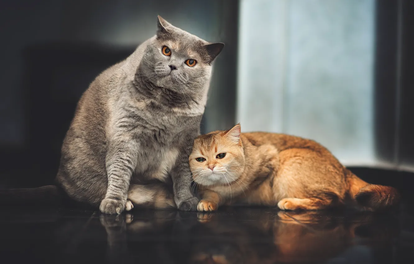 Photo wallpaper on the floor, grey cat, red cat
