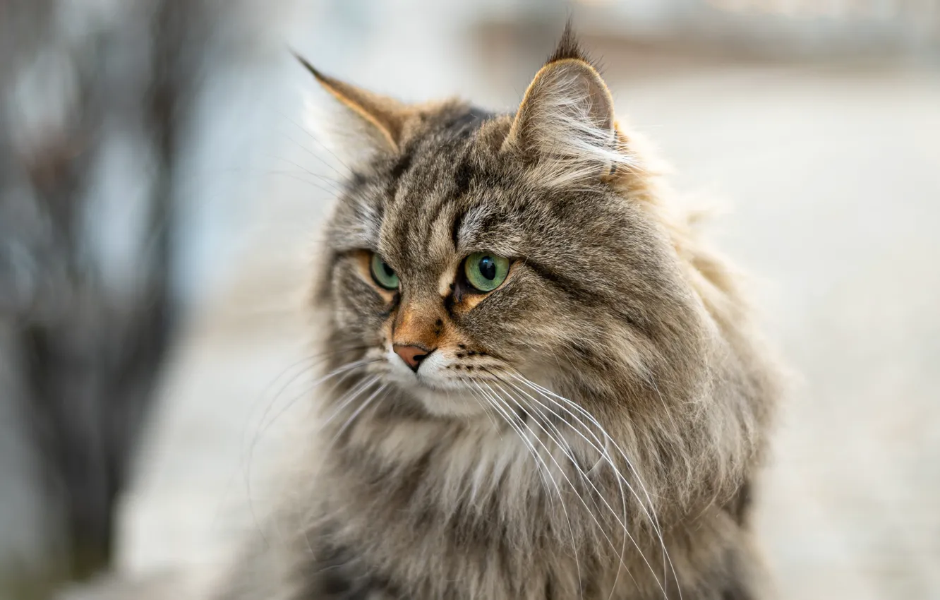 Photo wallpaper cat, cat, look, portrait, muzzle, bokeh, fluffy, Siberian cat