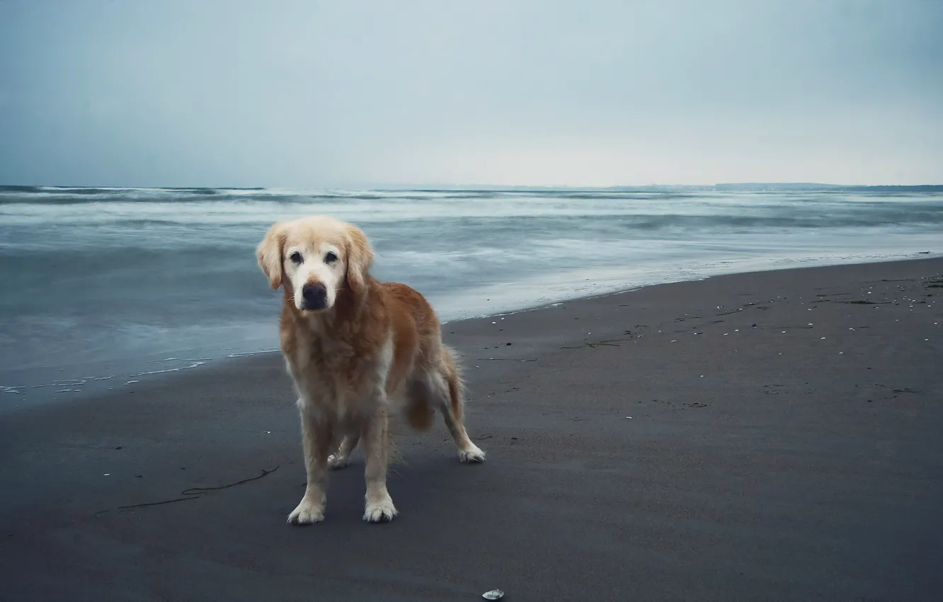 Photo wallpaper sea, each, dog