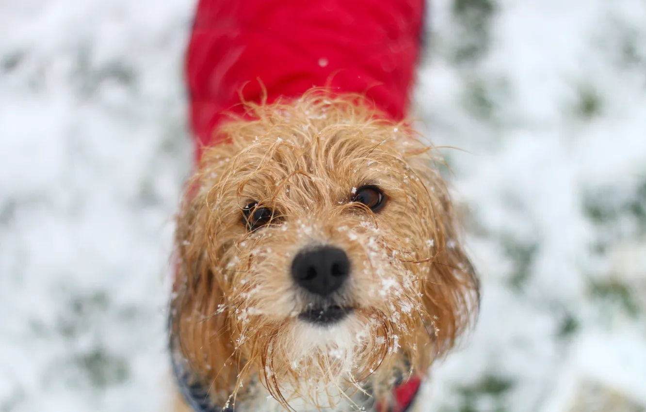 Photo wallpaper winter, look, snow, each, dog, wool