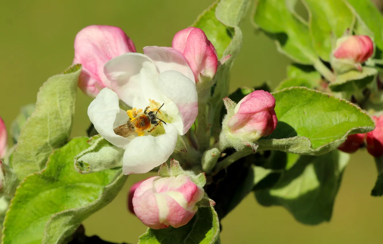 Photo wallpaper spring, insect, blooming
