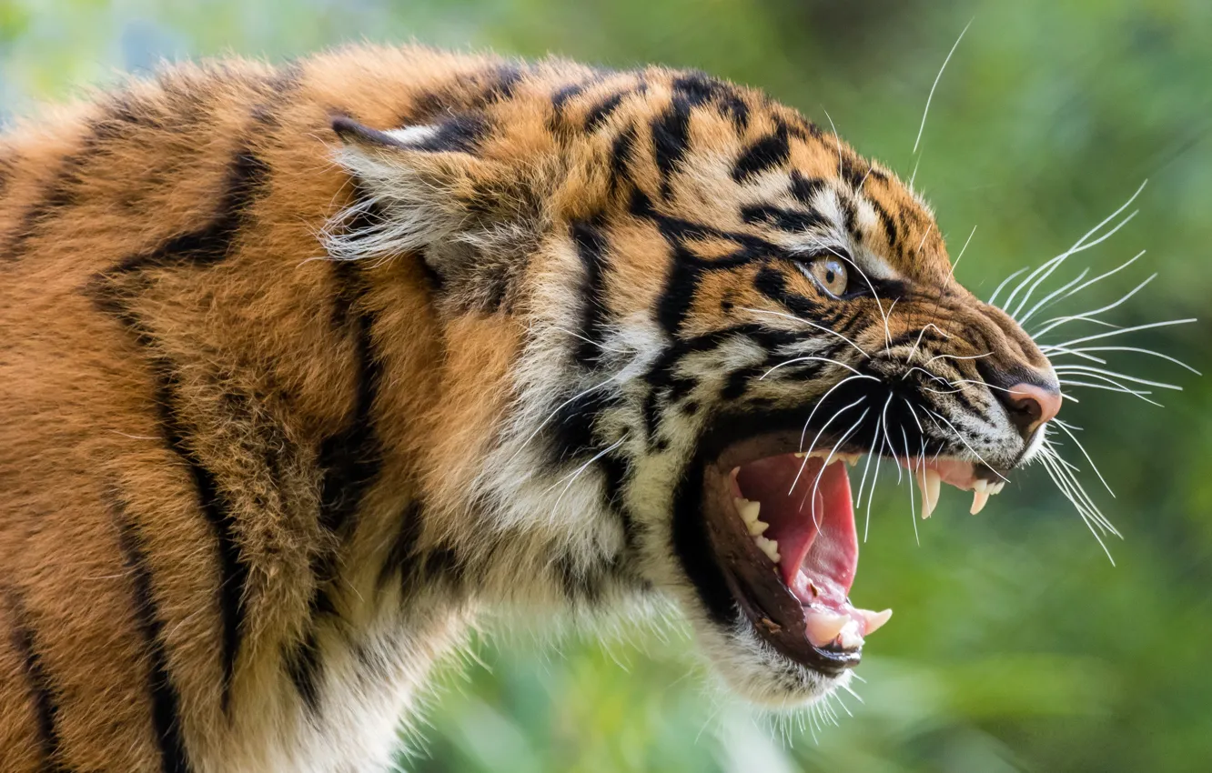 Photo wallpaper face, tiger, predator, grin, wild cat, aggressive