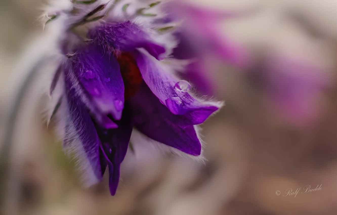 Photo wallpaper macro, flowers, background, cross