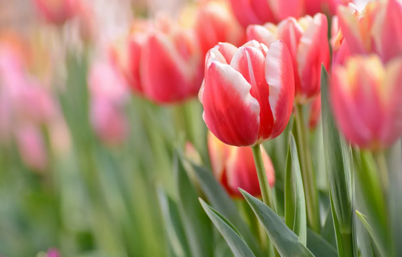Photo wallpaper macro, spring, tulips