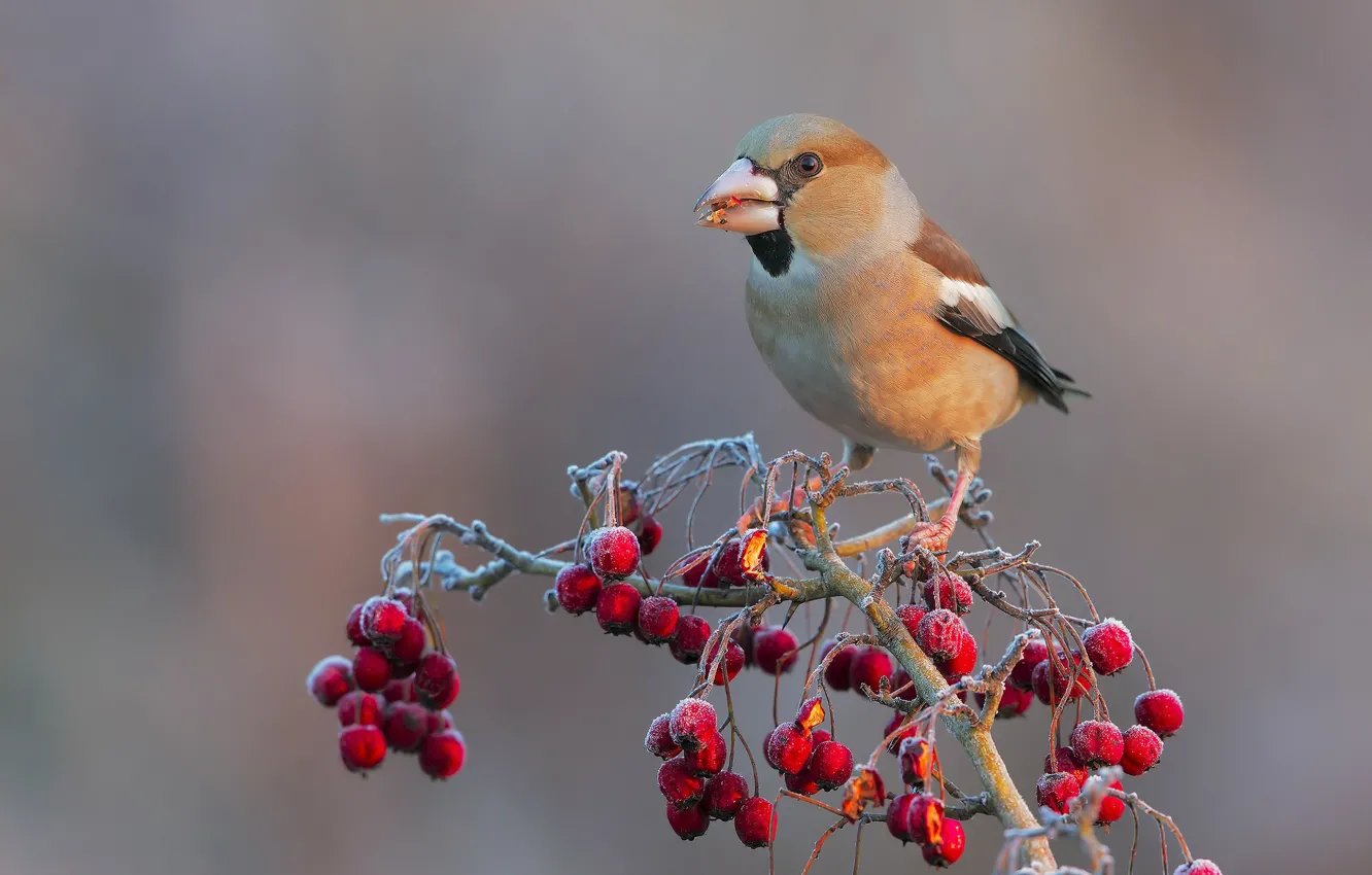 Photo wallpaper branches, berries, bird, Grosbeak, hawfinch
