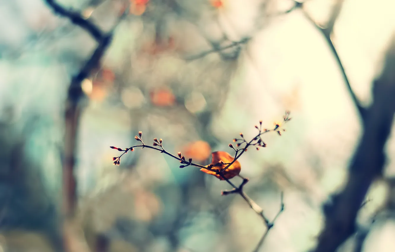 Photo wallpaper nature, sprig, focus, spring, blur, leaf, leaves, bokeh