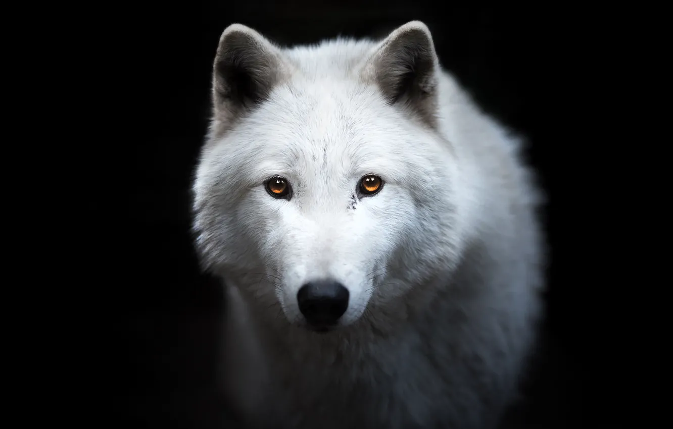 Photo wallpaper white, look, face, wolf, portrait, black background