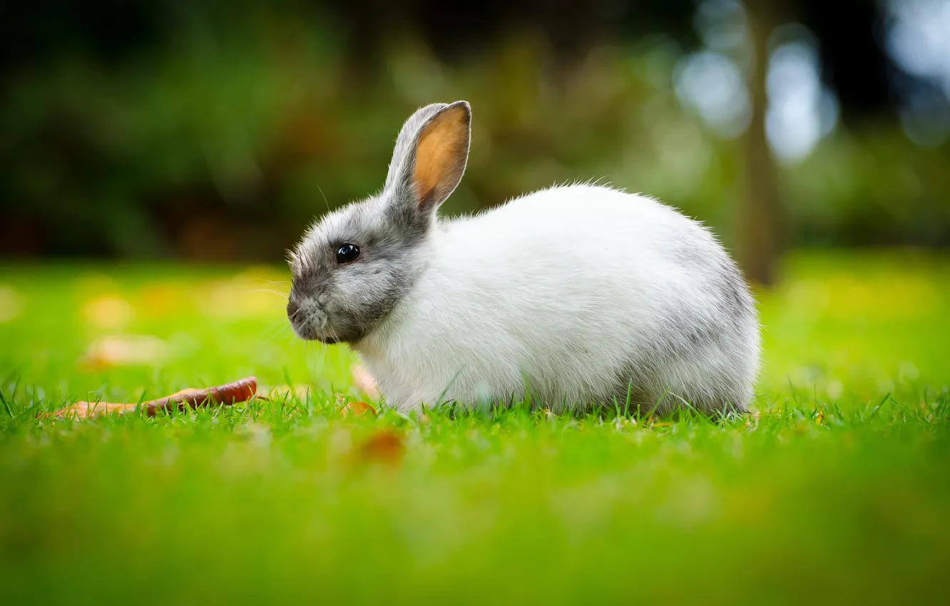 Photo wallpaper greens, white, grass, glade, hare, rabbit, bokeh
