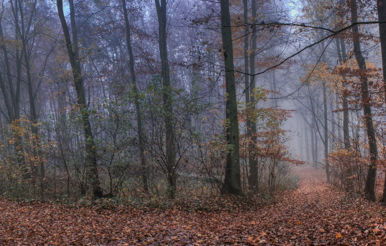 Photo wallpaper autumn, forest, fog, foliage, forest, path, Autumn, leaves