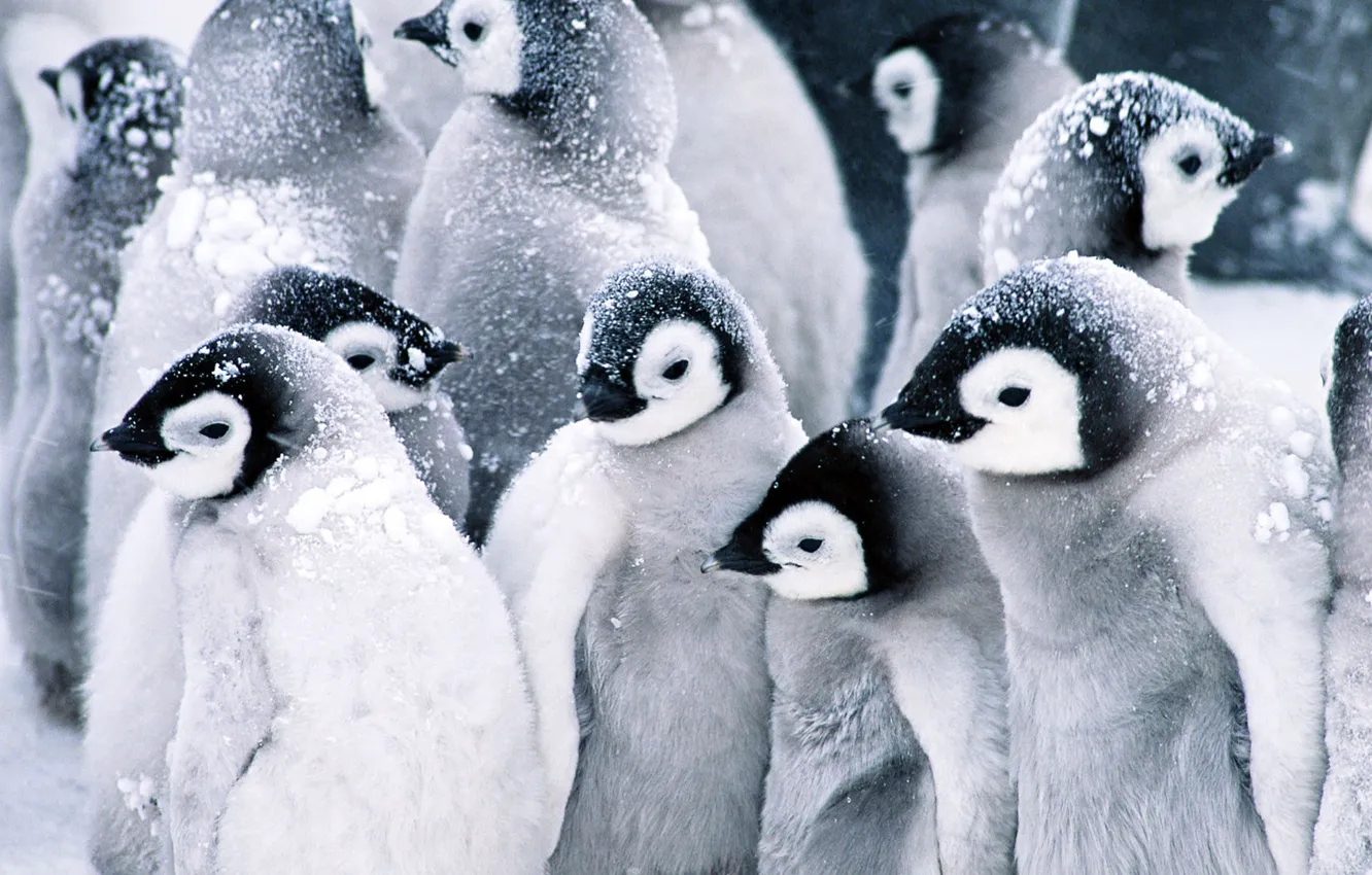 Photo wallpaper snow, penguins, Baby, Penguins