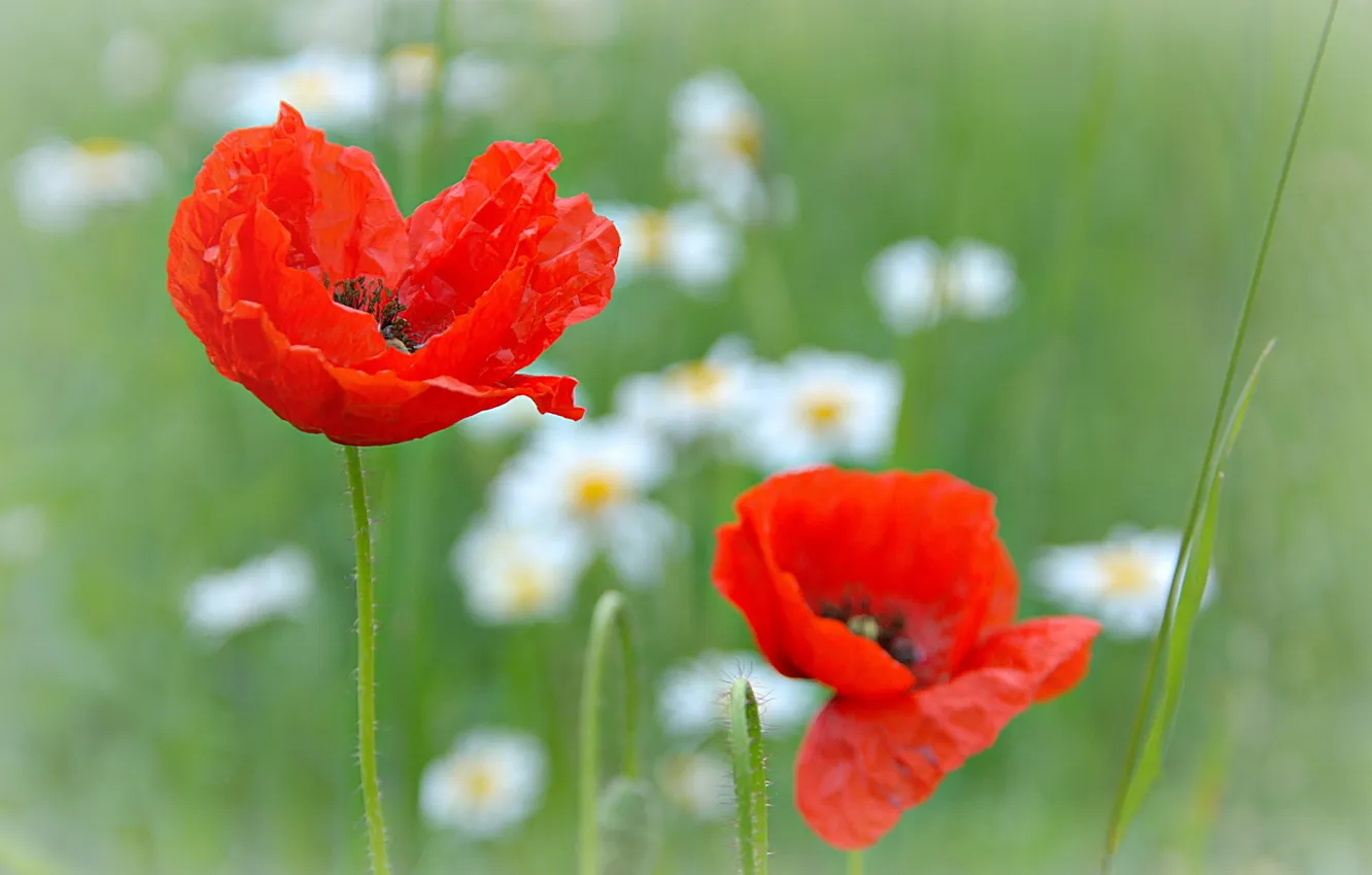 Photo wallpaper flowers, nature, Maki